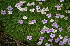 Androsace globifera